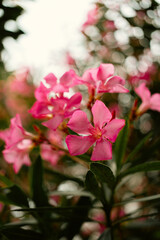 Obraz premium Close-up of pink oleander flowers blooming on a summer day in Chiswick, West London, with soft natural light and bokeh background
