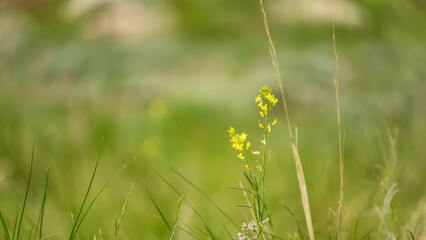 Yellow wildflower stands tall amidst lush green grass, creating a vibrant contrast in a natural landscape, symbolizing resilience and beauty in nature's simplicity