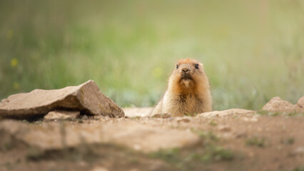 Small furry marmot with a bushy tail is peeking out from behind rocks in a natural habitat, surrounded by green grass and soft sunlight, showcasing wildlife in its environment
