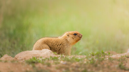Small marmot with soft fur and alert expression is resting on a rock in a grassy field, showcasing its natural habitat and curious demeanor