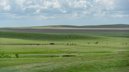 Obraz premium Expansive green landscape with rolling hills and grazing cattle under a bright blue sky, showcasing the beauty of nature and agricultural life in a serene environment