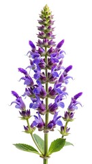 Fototapeta premium Close up of a beautiful purple Salvia flower against a white background