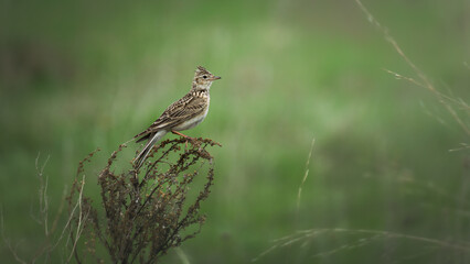 Skylark perched on a dry plant in a lush green field, showcasing its intricate feather patterns and natural habitat, embodying the beauty of wildlife in nature
