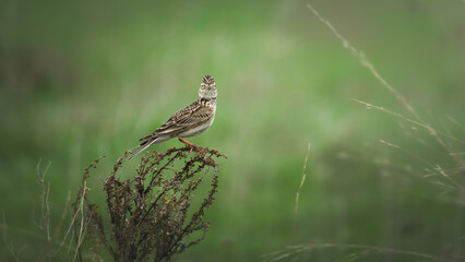 Small skylark perched on a bush in a lush green field, showcasing its intricate feather patterns and vibrant colors, embodying the beauty of nature and wildlife