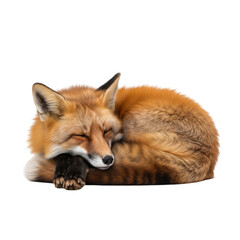 Fototapeta premium Sleeping red fox with fluffy fur and closed eyes resting peacefully