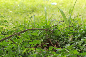green grass in the garden