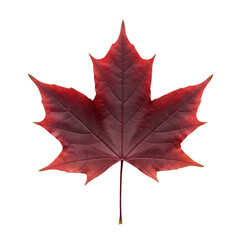 Obraz premium Vibrant red maple leaf isolated on transparent background