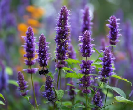 Purple Mexican giant hyssop Agastache Blackadder in flower, in flower, in the wild