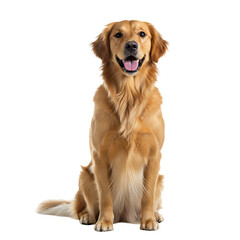 Obraz premium Golden Retriever: Dog Breed, Canine, Pet, Animal Portrait, Studio Photography