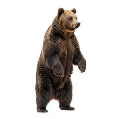Obraz premium Standing grizzly bear isolated on transparent background