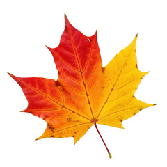 Obraz premium Vibrant autumn maple leaf with red and yellow gradient on transparent background