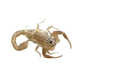 Bark Scorpion PNG [Centruroides sculpturatus]. Venomous Arachnid Isolated for Science, Desert...