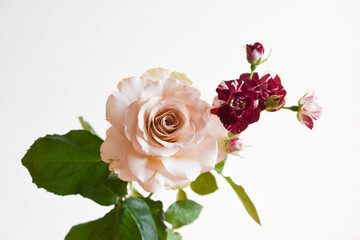 満開のバラとスプレーばら