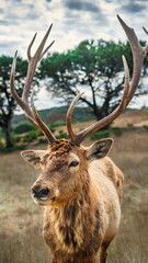 Obraz premium Beautiful animal in nature 