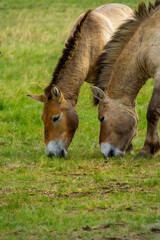 Przhevalsky's horses. Two horses grazing on lush green grass in a serene pasture, showcasing their natural behavior and the beauty of rural life in a peaceful environment