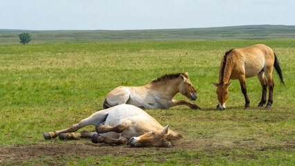 Przhevalsky's horses. Three horses in a grassy field, one lying down and two standing, showcasing natural behavior in a serene rural landscape under a clear blue sky