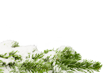 snow covered fir tree twig frame isolated on white or transparent png