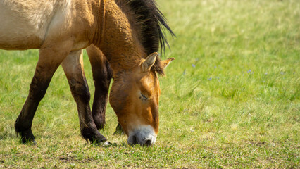 Fototapeta premium Przhevalsky's horses. Two horses grazing peacefully on lush green grass in a sunny meadow, showcasing their natural behavior and the beauty of the rural landscape