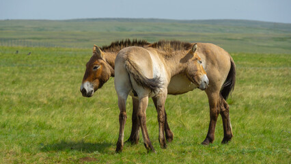 Przhevalsky's horses. Two horses are standing close together in a lush green field, showcasing their natural beauty and connection in a serene outdoor environment