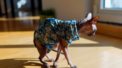 Bald blue-eyed Canadian Sphynx cat in a pink sweater is sitting on a window sill at home. Stylish...