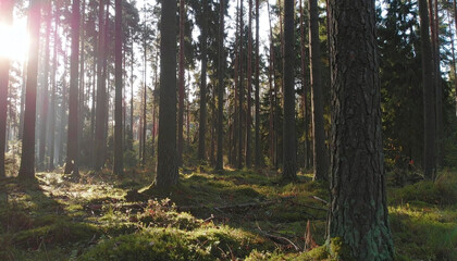 Warm golden rays of sunlight shining through tall pine trees in tranquil misty forest with lush green mossy floor