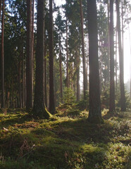 Golden sunlight streaming through tall pine trees in a serene misty forest with mossy ground and peaceful morning atmosphere