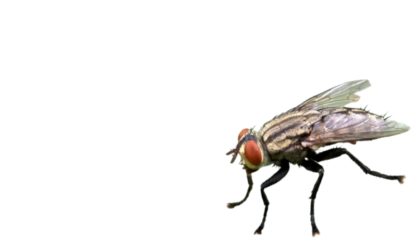 Flesh Fly PNG [Sarcophagidae]. Realistic Scavenger Insect Isolated for Entomology, Forensics, and Nature-Themed Educational Designs