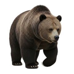 Obraz premium Majestic brown bear in natural habitat
