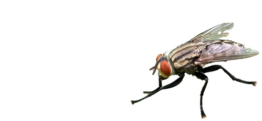 Flesh Fly PNG [Sarcophagidae]. Realistic Scavenger Insect Isolated for Entomology, Forensics, and...