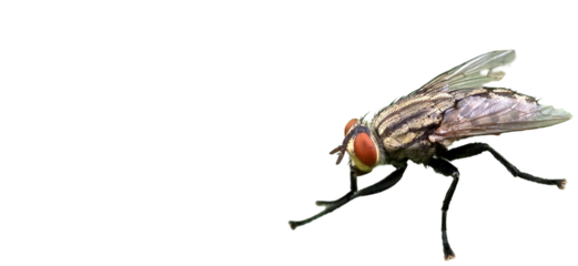 Flesh Fly PNG [Sarcophagidae]. Realistic Scavenger Insect Isolated for Entomology, Forensics, and Nature-Themed Educational Designs