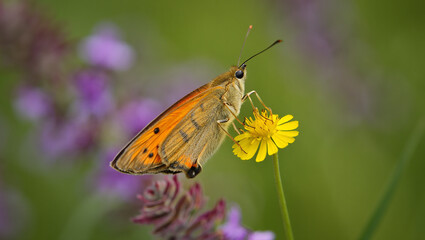 Obraz premium A Butterfly Feeding on a Yellow Flower