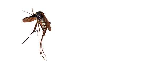 Mosquito PNG [Culicidae spp.]. Disease-Carrying Insect Isolated for Medical, Scientific, and Public Health Awareness Designs