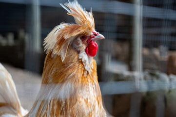 portrait of a rooster on a farm, space for text
