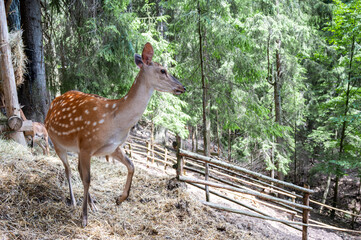 deer in the forest