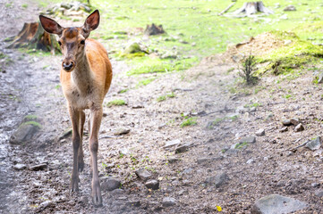 deer in the forest in the summer. copy space. space for text