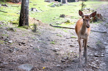 deer in the forest in the summer. copy space. space for text