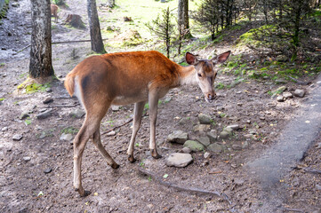 the red deer in the woods