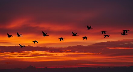 Fototapeta premium Silhouetted Flock of Geese Flying in Formation Against a Fiery Red and Orange Sunset Sky.