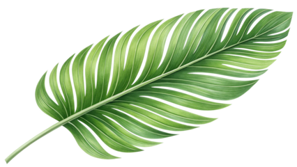 A single large green leaf with prominent veins, isolated on transparent background