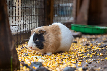 white and brown guinea pig in a cage at the zoo