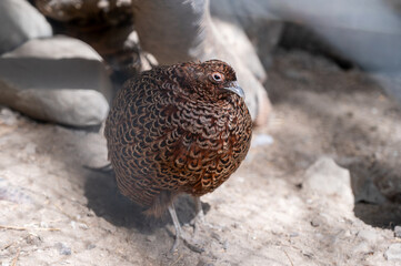 common brown pheasant at the zoo