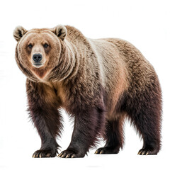 Obraz premium Majestic Grizzly Bear: A stunning, high-definition shot of a massive grizzly bear. It exudes raw power and the untamed essence of the wilderness.