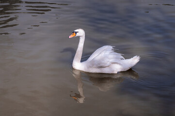 white swan on the lake
