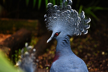 close up of a dove