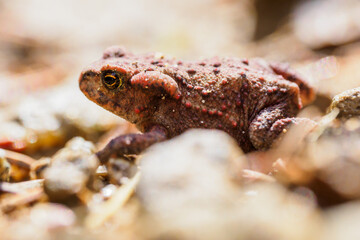 frog on the ground
