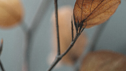 autumn leaves on the tree