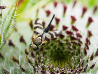 lizard on a green leaf