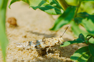 green grasshopper on a leaf
