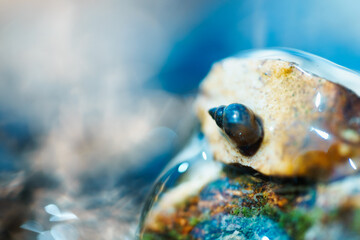 frog in the water
