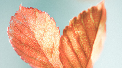 autumn leaf on a red background